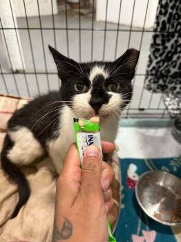 Benny -  Domestic Short Hair Cat for Adoption in Bayonne, New Jersey - Benny | PetCurious