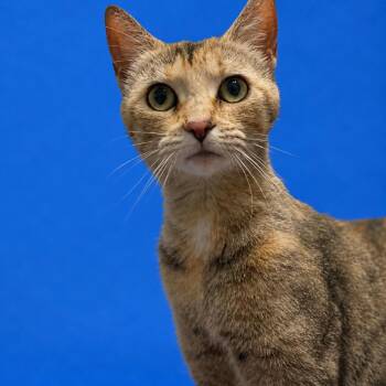 Moana -  Domestic Short Hair Cat for Adoption in Riverside, California - Moana | PetCurious