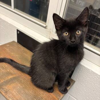 Domestic Short Hair Cats Available for Adoption - Bleach Stain | PetCurious