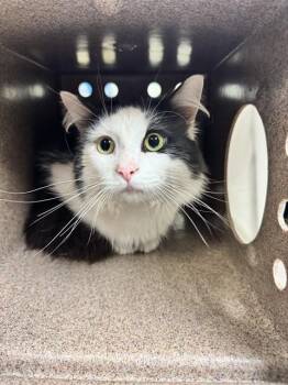 BOB -  Domestic Medium Hair and Domestic Short Hair Cat for Adoption in Cookeville, Tennessee - BOB | PetCurious