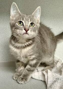 -Bernard -  Tabby and Domestic Short Hair Cat for Adoption in Red Bluff, California - -Bernard | PetCurious