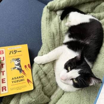 Batman -  Domestic Short Hair Cat for Adoption in Weehawken Township, New Jersey - Batman | PetCurious