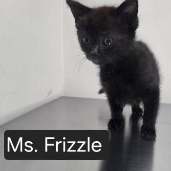 Ms. Frizzle -  Domestic Short Hair Cat for Adoption in Snow Hill, North Carolina - Ms. Frizzle | PetCurious