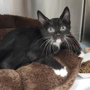 Macchiato -  Domestic Short Hair Cat for Adoption in Clearwater, Florida - Macchiato | PetCurious
