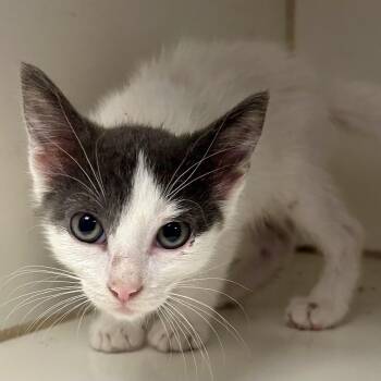 Marshmallow -  Domestic Short Hair Cat for Adoption in Saint Joseph, Missouri - Marshmallow | PetCurious