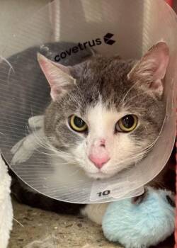 Grayson -  Domestic Short Hair Cat for Adoption in Morristown, New Jersey - Grayson | PetCurious