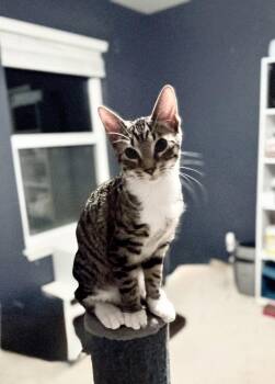 Spike -  Domestic Short Hair and Calico Cat for Adoption in St. Peters, Missouri - Spike | PetCurious