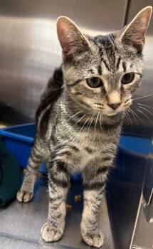 Smiles -  Domestic Short Hair Cat for Adoption in Ocala, Florida - Smiles | PetCurious