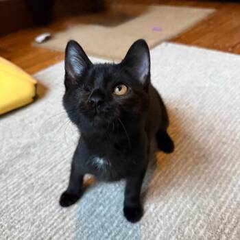 Marley -  Domestic Short Hair Cat for Adoption in Gibsonia, Pennsylvania - Marley | PetCurious