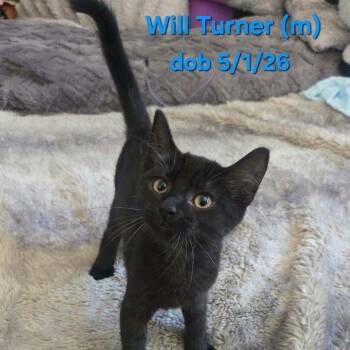 William Turner -  Domestic Short Hair Cat for Adoption in Clayton, California - William Turner | PetCurious