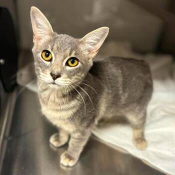 Racoon -  Domestic Short Hair Cat for Adoption in Gastonia, North Carolina - Racoon | PetCurious