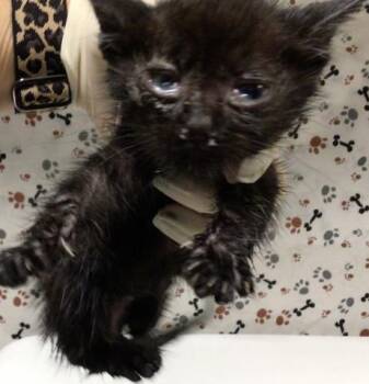 NEW YEARS -  Domestic Short Hair Cat for Adoption in Riverside, California - NEW YEARS | PetCurious
