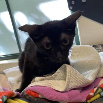 Coca Cola -  Domestic Short Hair Cat for Adoption in Pasadena, California - Coca Cola | PetCurious