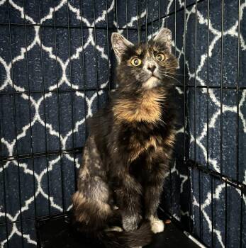 Rescue Tortoiseshell and Domestic Short Hair Cats for Adoption in Chattanooga, Tennessee - Lupa | PetCurious