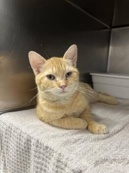 Domestic Short Hair Cats Available for Adoption in Ontario, California - Chris | PetCurious