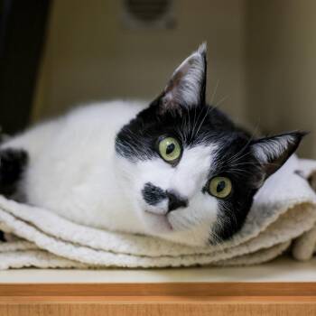 Charlie -  Domestic Short Hair Cat for Adoption in Los Angeles, California - Charlie | PetCurious