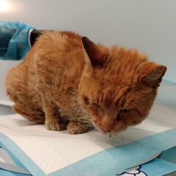 Rescue Domestic Short Hair Cats for Adoption in New York, New York - Big Cheddar | PetCurious