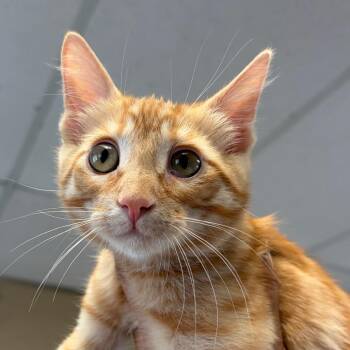 Yam -  Domestic Medium Hair Cat for Adoption in Goleta, California - Yam | PetCurious