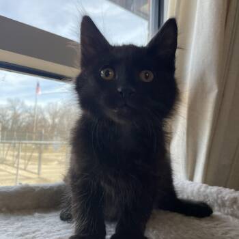 Domestic Medium Hair Cats Available for Adoption - Luigi | PetCurious