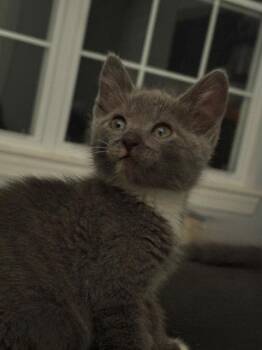 Domestic Short Hair Cats Available for Adoption in Rockaway, New Jersey - Delphine