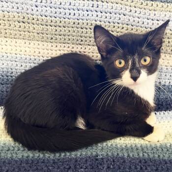 Rescue Domestic Short Hair Cats for Adoption in Mt. Juliet, Tennessee - Skylar | PetCurious