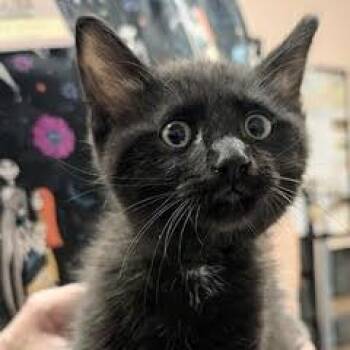 Shawn -  Domestic Long Hair Cat for Adoption in Green Valley, Arizona - Shawn | PetCurious