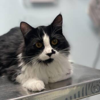 Domestic Medium Hair Cats Available for Adoption in Riverside, California - Frenchie | PetCurious