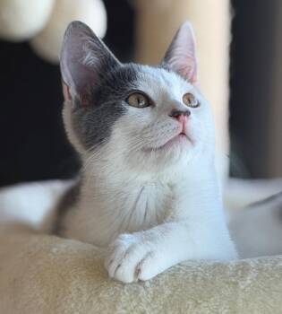 Peninsula: Carlos -  Turkish Van Cat for Adoption in Palo Alto, California - Peninsula: Carlos | PetCurious