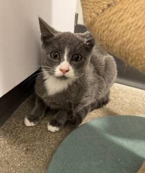 Tycen -  Domestic Short Hair Cat for Adoption in Fort Lupton, Colorado - Tycen | PetCurious