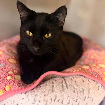 Domestic Short Hair Cats Available for Adoption in Wheeling, Illinois - Smokey | PetCurious