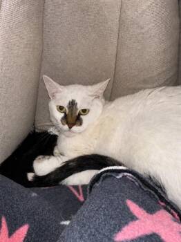 Wolf -  Tabby Cat Available for Adoption in Newberg, Oregon - Wolf | PetCurious