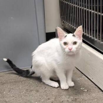 Nicki -  Domestic Short Hair Cat for Adoption in Buffalo, New York - Nicki | PetCurious