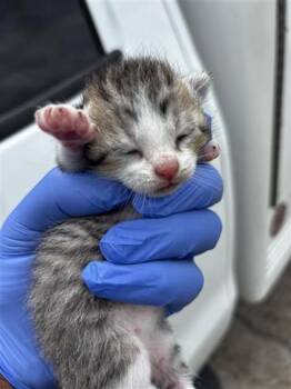 Domestic Short Hair Cats Available for Adoption in Houston, Texas - A653630 | PetCurious