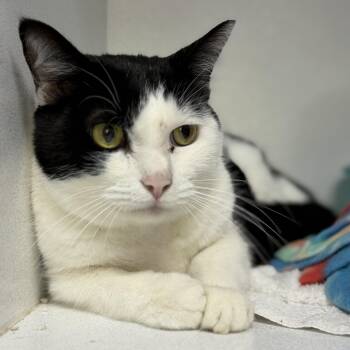 Gatsby -  Tuxedo Cat for Adoption in Columbia, South Carolina - Gatsby | PetCurious