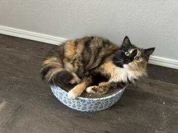 Domestic Long Hair and Domestic Short Hair Cats Available for Adoption in Beatrice, Nebraska - Duchess Von Floofington | PetCurious