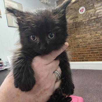 Domestic Long Hair Cats Available for Adoption in Beulaville, North Carolina - Carbon | PetCurious