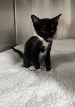 Domestic Short Hair Cats Available for Adoption - Jimbo | PetCurious