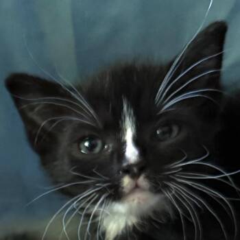 26-189 Purrl -  Domestic Short Hair Cat for Adoption in North Branford, Connecticut - 26-189 Purrl | PetCurious