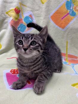 Pistachio -  Domestic Short Hair Cat for Adoption in Vacaville, California - Pistachio | PetCurious