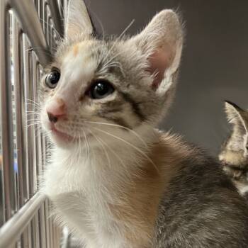 Rescue Domestic Short Hair Cats for Adoption in Los Angeles, California - Blanquita | PetCurious