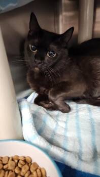 Lulu Chocolate Bar -  Domestic Short Hair Cat for Adoption in Hobart, Indiana - Lulu Chocolate Bar | PetCurious