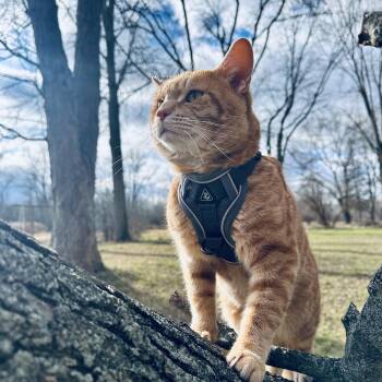 Domestic Short Hair Cats Available for Adoption in Midland, Michigan - Hardy Courtesy Listed | PetCurious