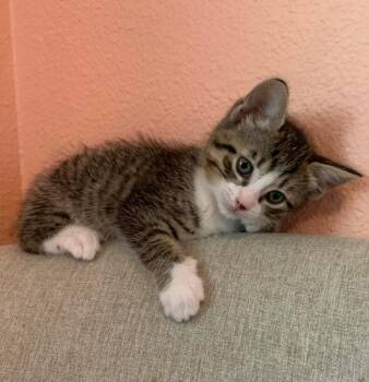 Mars -  Tabby Cat Available for Adoption in San Antonio, Texas - Mars | PetCurious