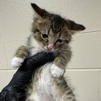 Quail -  Domestic Short Hair Cat for Adoption in Reno, Nevada - Quail | PetCurious