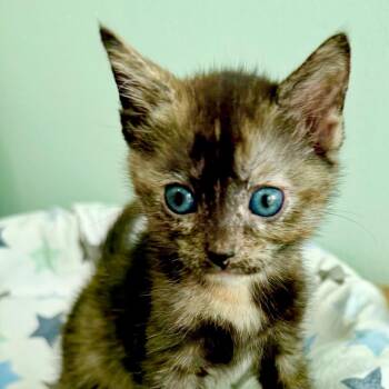 Biscotti -  Domestic Short Hair Cat for Adoption in Kansas City, Missouri - Biscotti | PetCurious