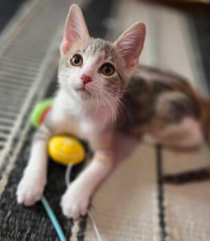 Calico and Tabby Cats Available for Adoption - Adalida  | PetCurious