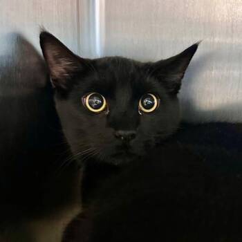 Domestic Short Hair Cats Available for Adoption in Walnut Creek, California - Congee | PetCurious