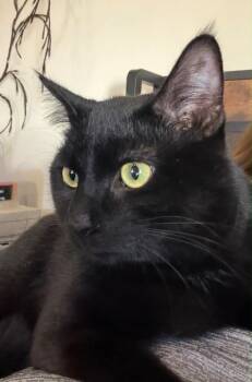 Owen -  Domestic Short Hair Cat for Adoption in Taycheedah, Wisconsin - Owen | PetCurious