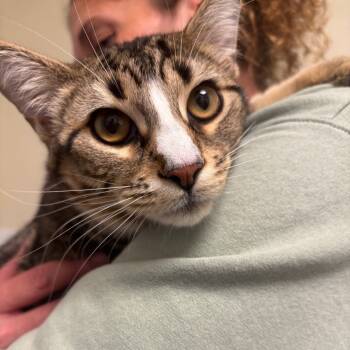 Rescue Domestic Short Hair Cats for Adoption in Tulsa, Oklahoma - Greg | PetCurious