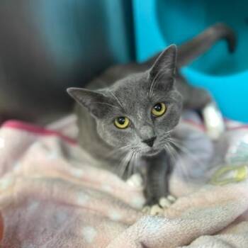 Miss Pickles -  Domestic Short Hair Cat for Adoption in Asheville, North Carolina - Miss Pickles | PetCurious